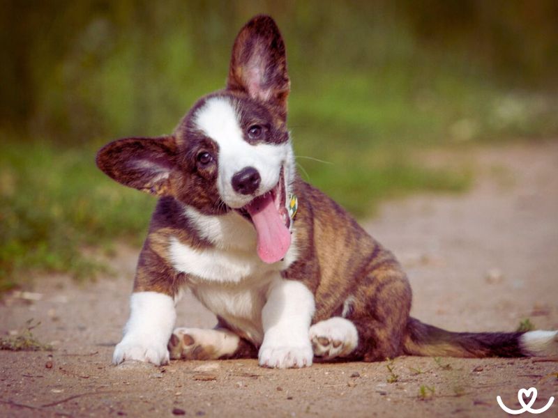 Plemeno-welsh-corgi-cardigan (2)